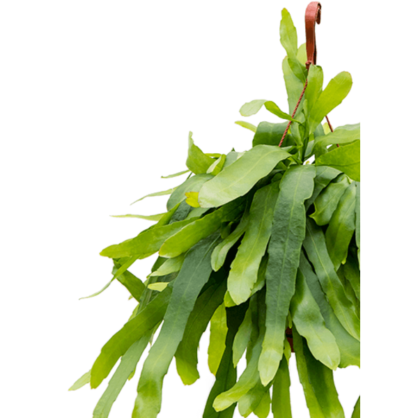 Epiphyllum pumilum medium