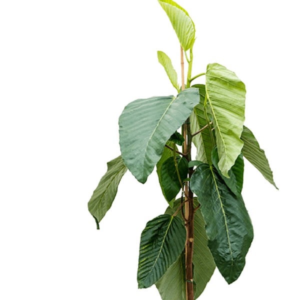 Ficus bussei 'Floris'