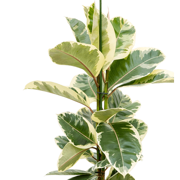 Ficus Elastica Tineke