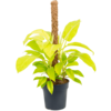 Philodendron Malay Gold Mosstok