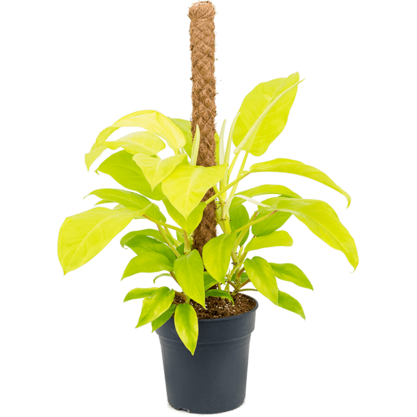 Philodendron Malay Gold Mosstok