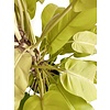 Philodendron Malay Gold Mosstok