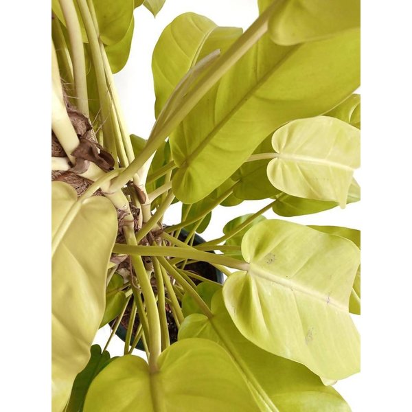 Philodendron Malay Gold Mosstok