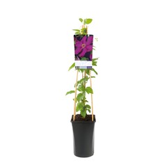 Alle tuinplanten