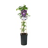 Clematis 'Jackmanii Purpurea'