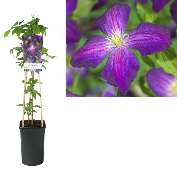 Clematis 'Jackmanii Purpurea'