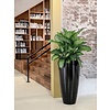 Dieffenbachia seguine 'Reeva' - 80 cm