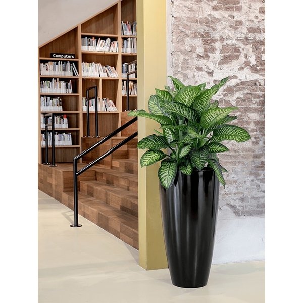 Dieffenbachia seguine 'Reeva' - 80 cm