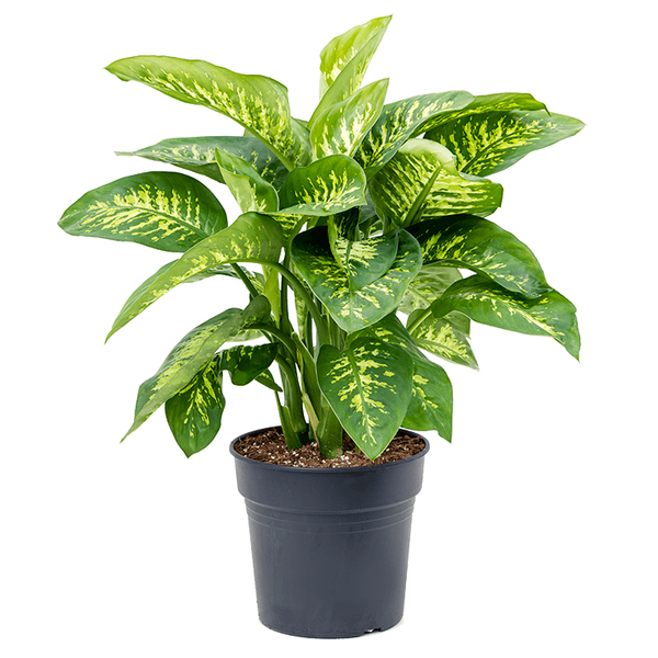 Dieffenbachia seguine 'Reeva' - 80 cm