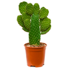 Opuntia consolea branched - schijfcactus