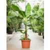 Bananenplant musa XXL - hoogte 2 meter