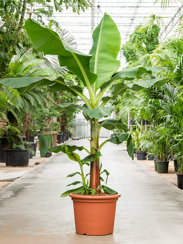 Bananenplant Musa eenvoudig en snel online bestellen? Fleur.nl Bananenplant Musa eenvoudig en snel online bestellen? Fleur.nl