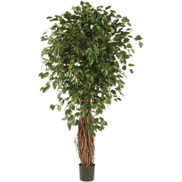 Ficus Liana Exotica Bush Small - kunstplant