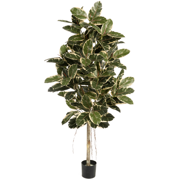 Ficus Elastica variegata - kunstplant