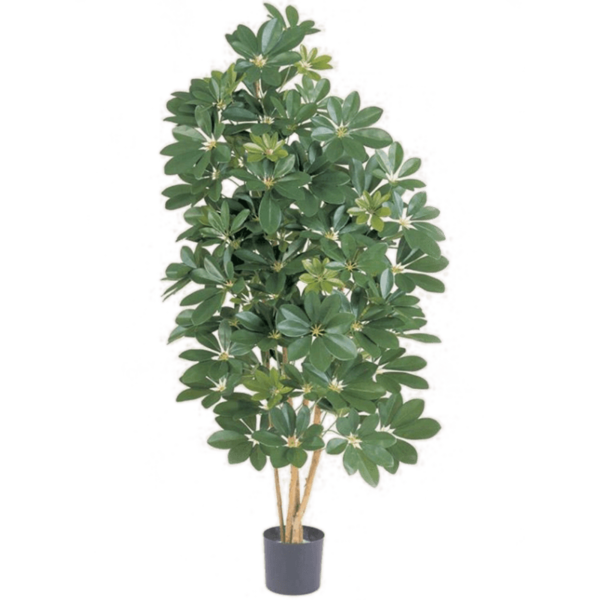 Natural Schefflera XL - kunstplant