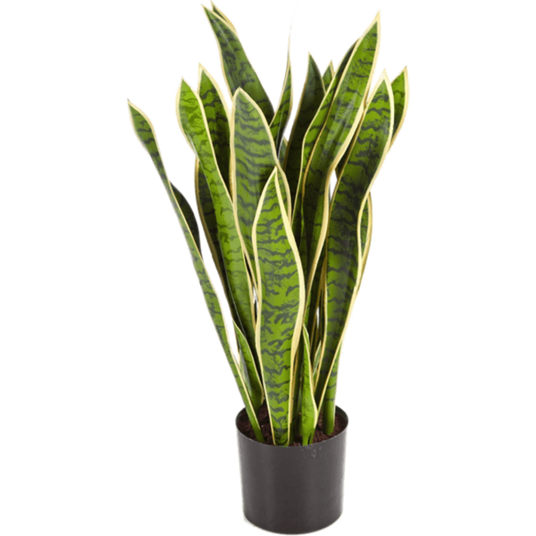 Sansevieria Laurentii - kunstplant
