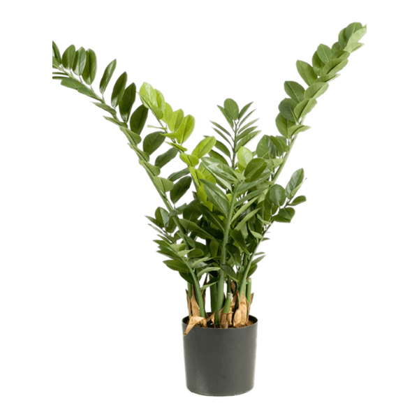  Zamioculcas Smaragd - kunstplant