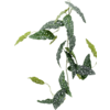 Begonia Maculata - kunstplant