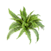 Nephrolepis Boston - kunstplant