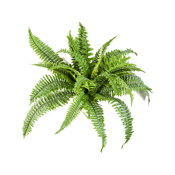 Nephrolepis Boston - kunstplant