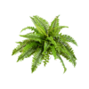 Nephrolepis Boston - kunstplant