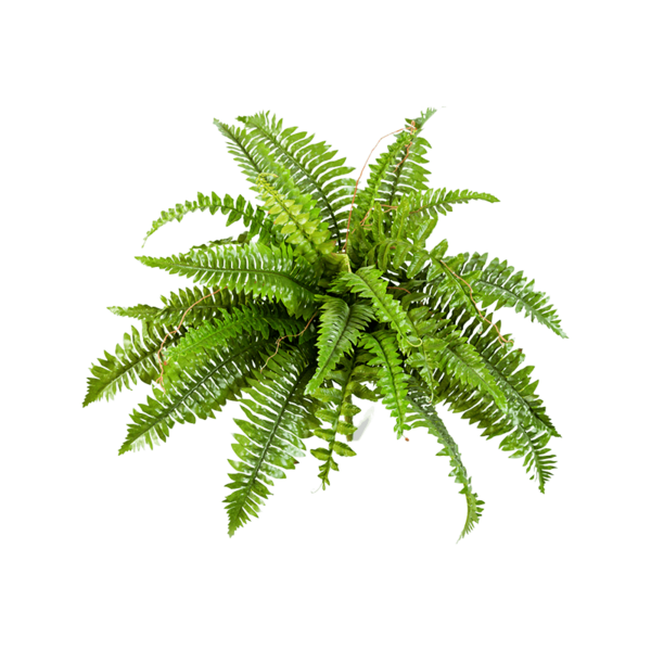 Nephrolepis Boston - kunstplant