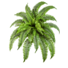 Nephrolepis Boston - kunstplant