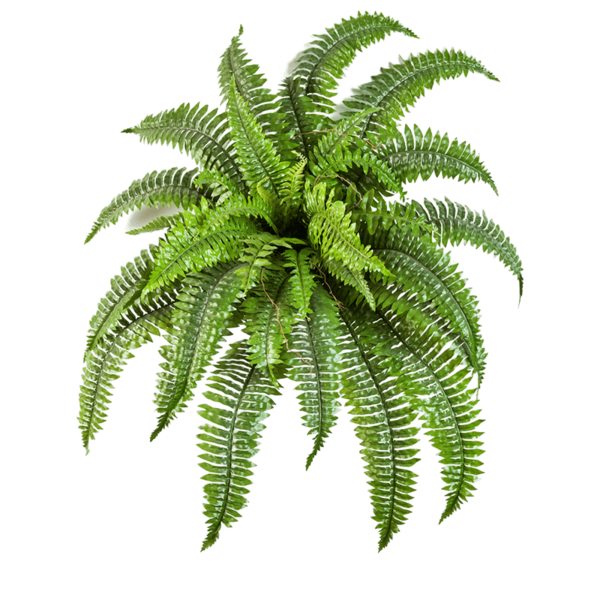 Nephrolepis Boston - kunstplant