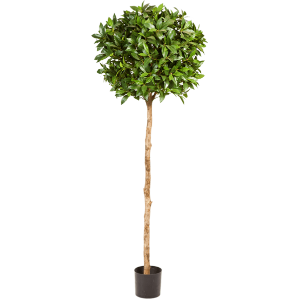 Laurus Nobilis XL - kunstplant