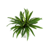 Asplenium - kunstplant