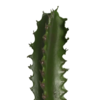 Finger Cactus - kunstplant