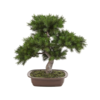 Bonsai Pinus - kunstplant