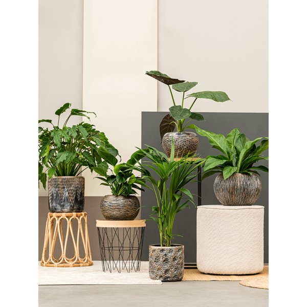 Baq Luxe Lite Universe Comet Cylinder Ø 28 cm
