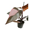Philodendron Pink Princess