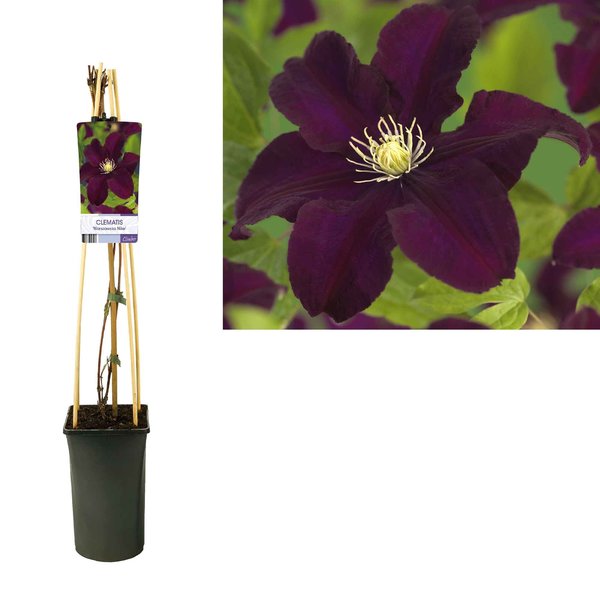 Clematis 'Warszawska Nike'