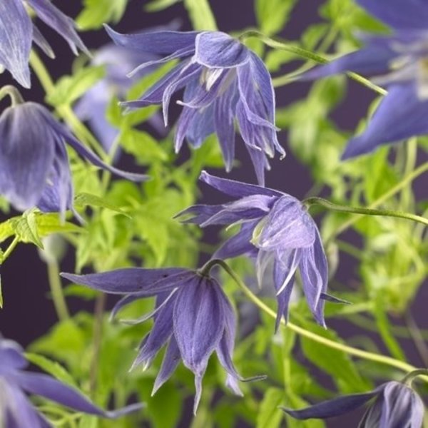  Clematis macr. 'Maidwell Hall'