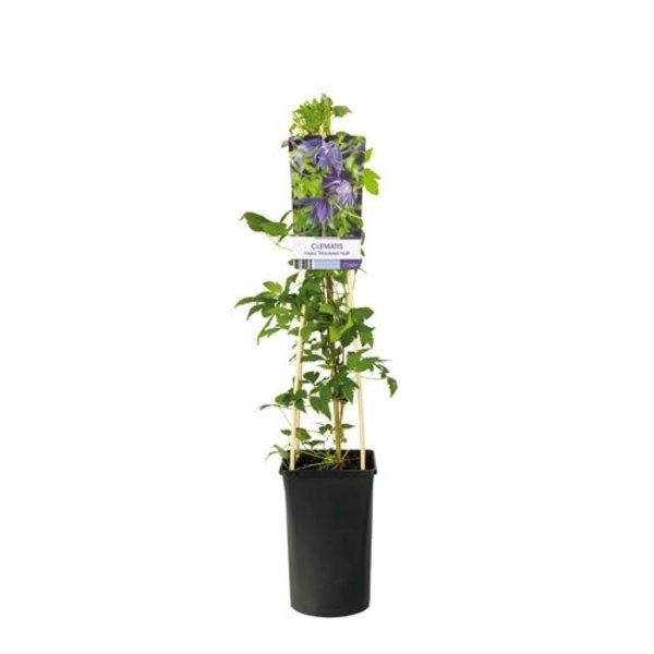 Clematis macr. 'Maidwell Hall'