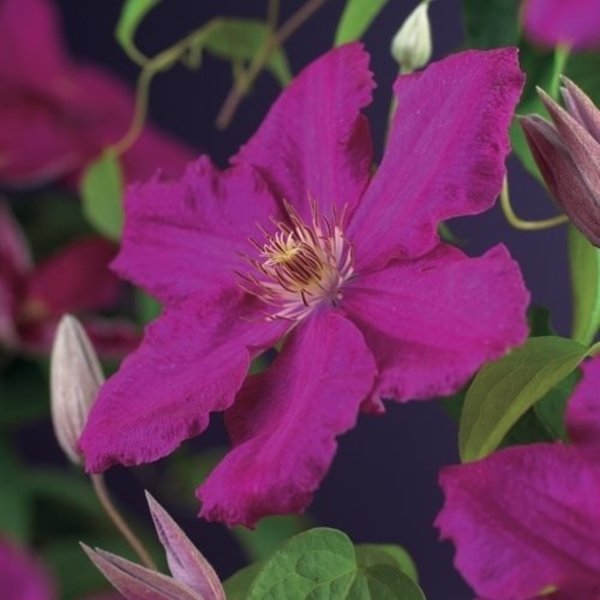 Clematis macr. 'Markham's Pink'