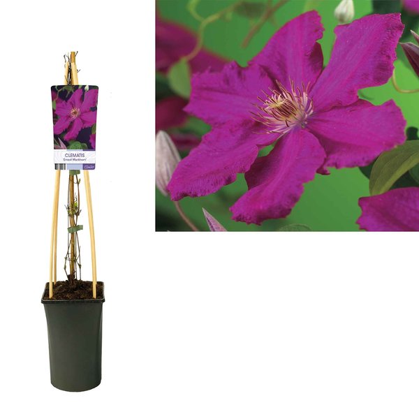 Clematis macr. 'Markham's Pink'