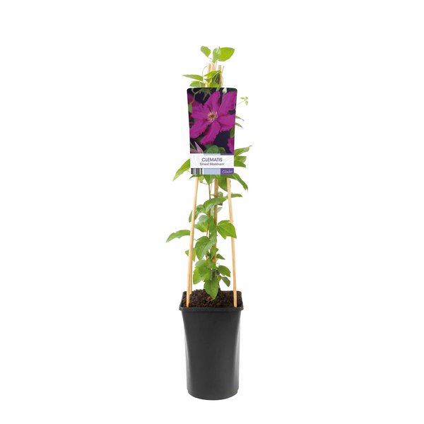 Clematis macr. 'Markham's Pink'