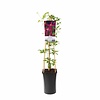 Clematis vit. 'Madame Julia Correvon'