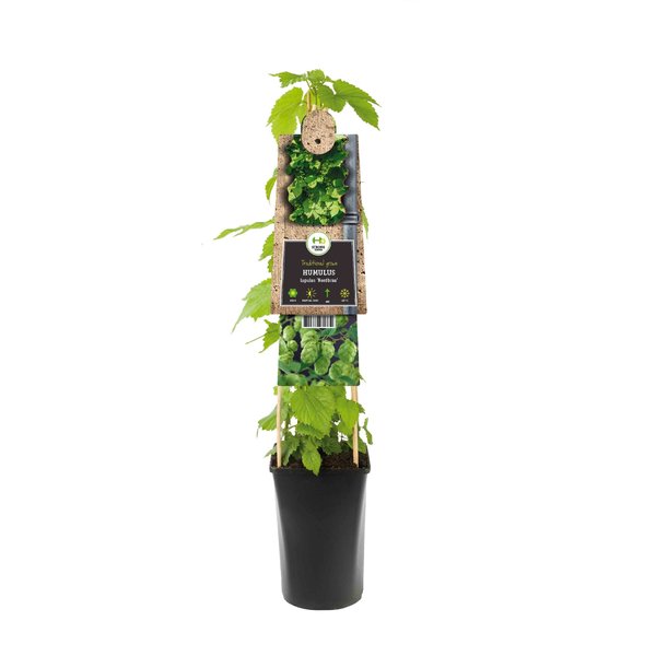 Humulus Lupulus 'Nordbrau' Hop