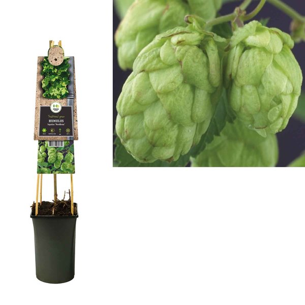 Humulus Lupulus 'Nordbrau' Hop