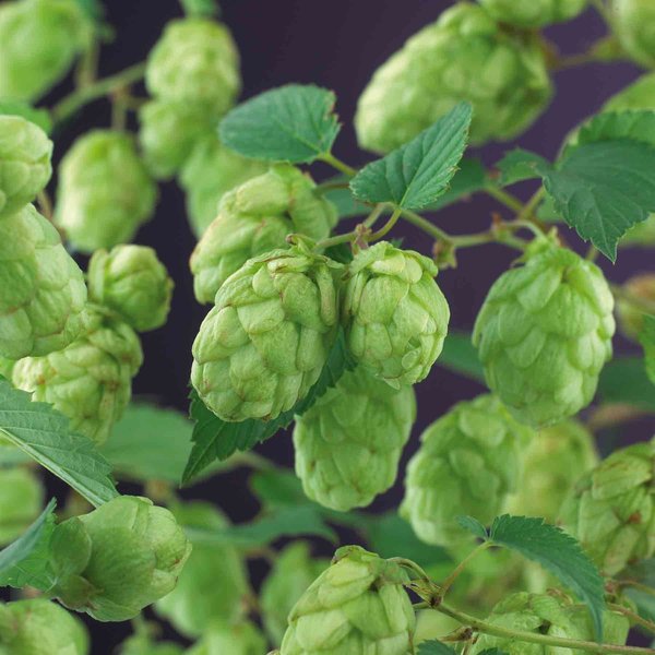 Humulus Lupulus 'Nordbrau' Hop