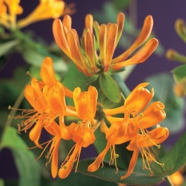 Lonicera Tellmanniana Kamperfoelie