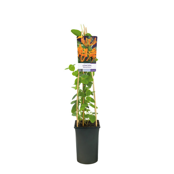 Lonicera Tellmanniana Kamperfoelie