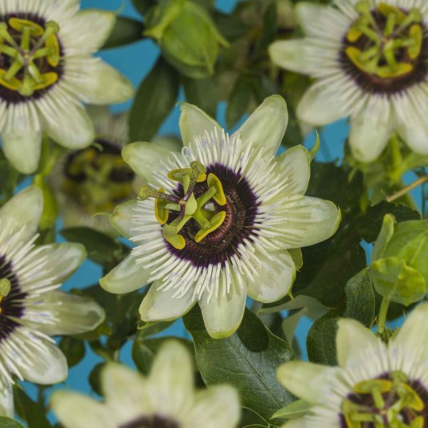 Passiflora 'Beauty of Hannover'