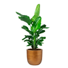 Strelitzia Nicolai in Capi Retro Gold Ø 35cm