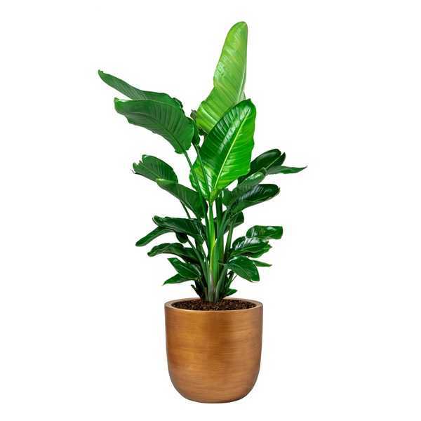 Strelitzia Nicolai in Capi Retro Gold Ø 35cm