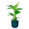 Strelitzia Nicolai Small in Elho Vibes Ø 22